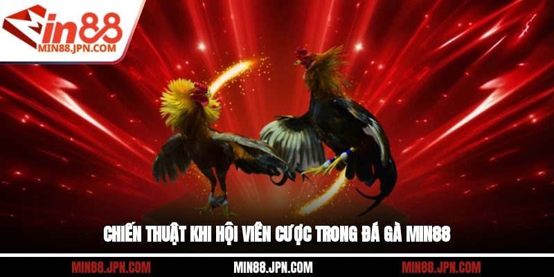 Chiến thuật khi hội viên cược trong đá gà Min88