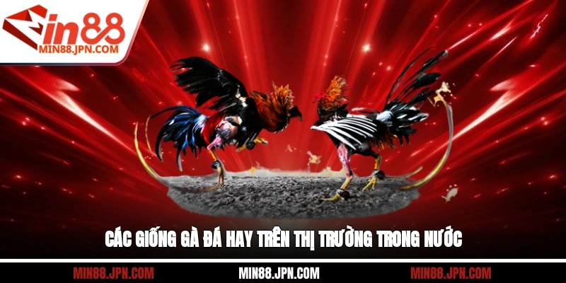 Các giống gà đá hay trên thị trường trong nước