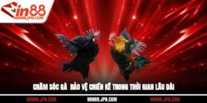 Chăm Sóc Gà - Bảo Vệ Chiến Kê Trong Thời Gian Lâu Dài