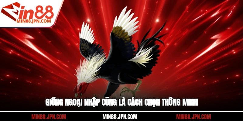 Giống ngoại nhập cũng là cách chọn thông minh