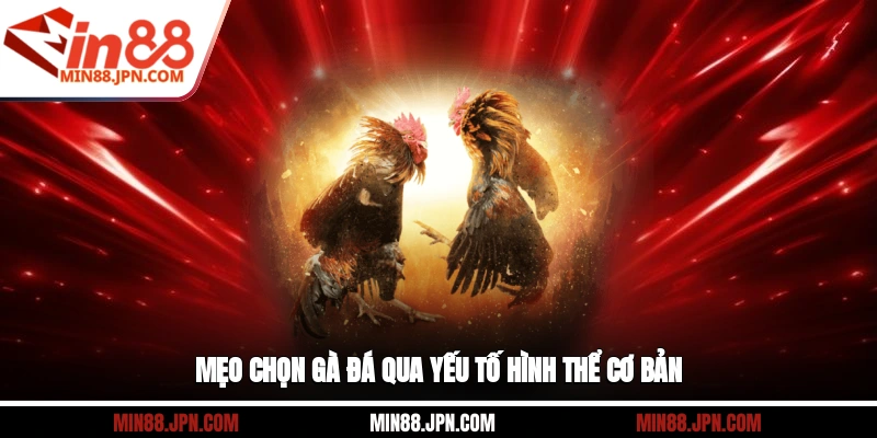 Mẹo chọn gà đá qua yếu tố hình thể cơ bản
