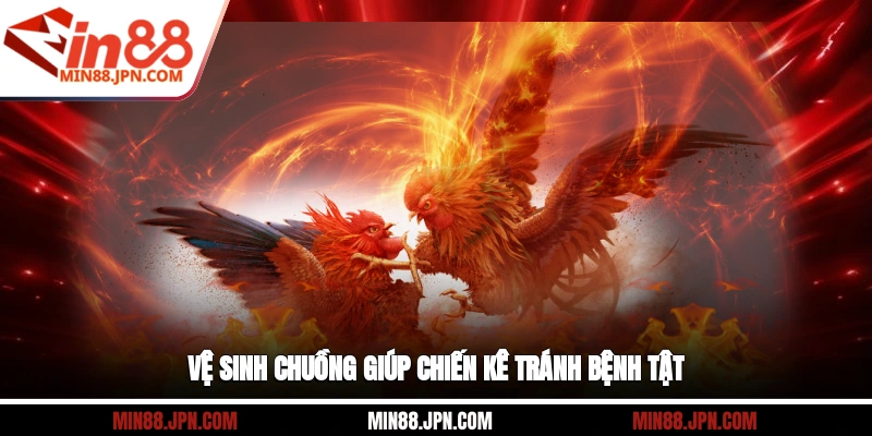 Vệ sinh chuồng giúp chiến kê tránh bệnh tật 